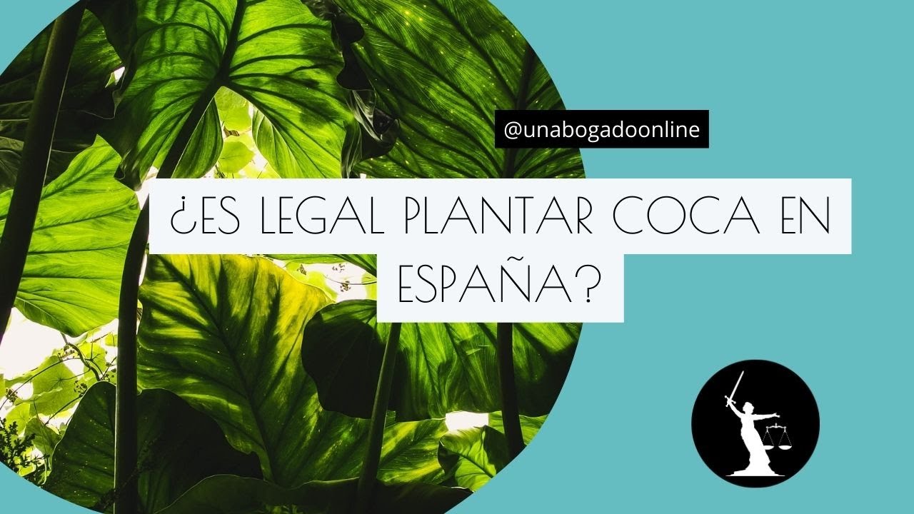 La legalidad de plantar coca en España